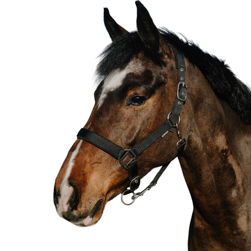 Norton - Licol Nacre noir