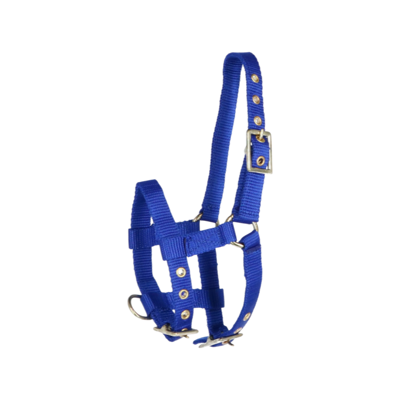 Norton - Cabresto regulável mini azul royal