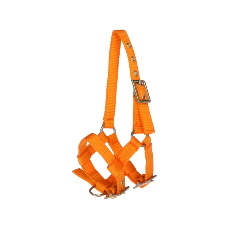 Norton - Cabresto regulável mini laranja