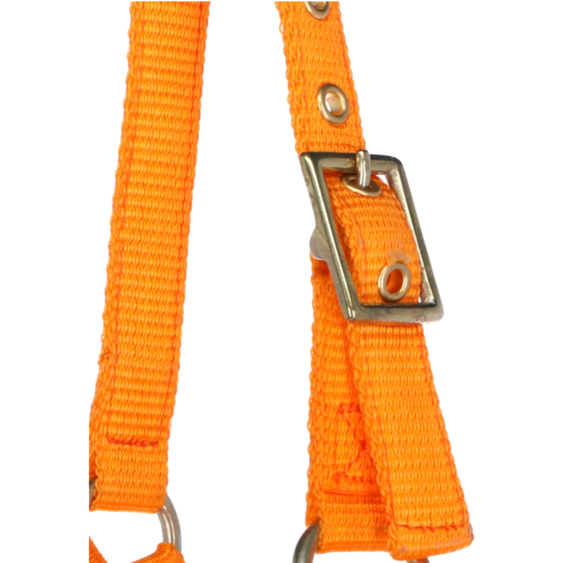 Norton - Cabresto regulável mini laranja