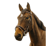 Norton - Bridon Strass V havane | - Ohlala