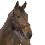 Norton - Halster en leidsel glanzend pruim/ marine/ rosé goud | - Ohlala