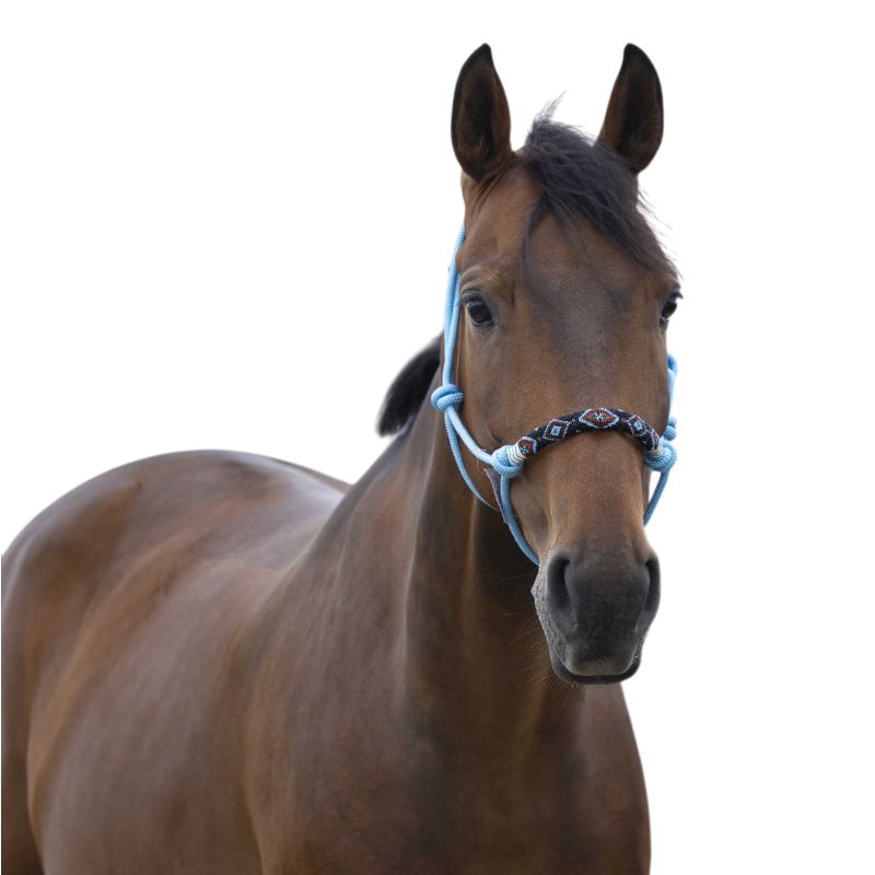 Norton - Licol ethologique pearl bleu