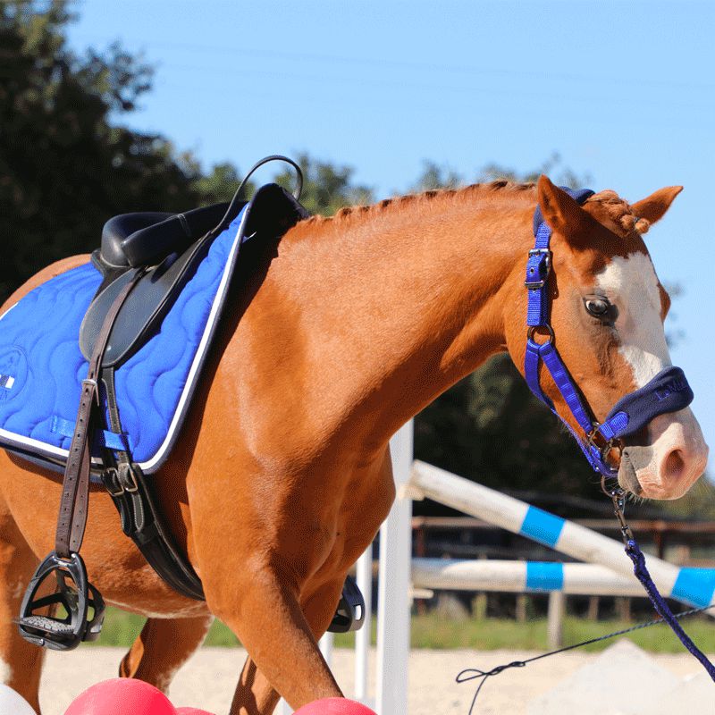 Jump'In - Tapis de selle bleu roi/ blanc/ marine | - Ohlala