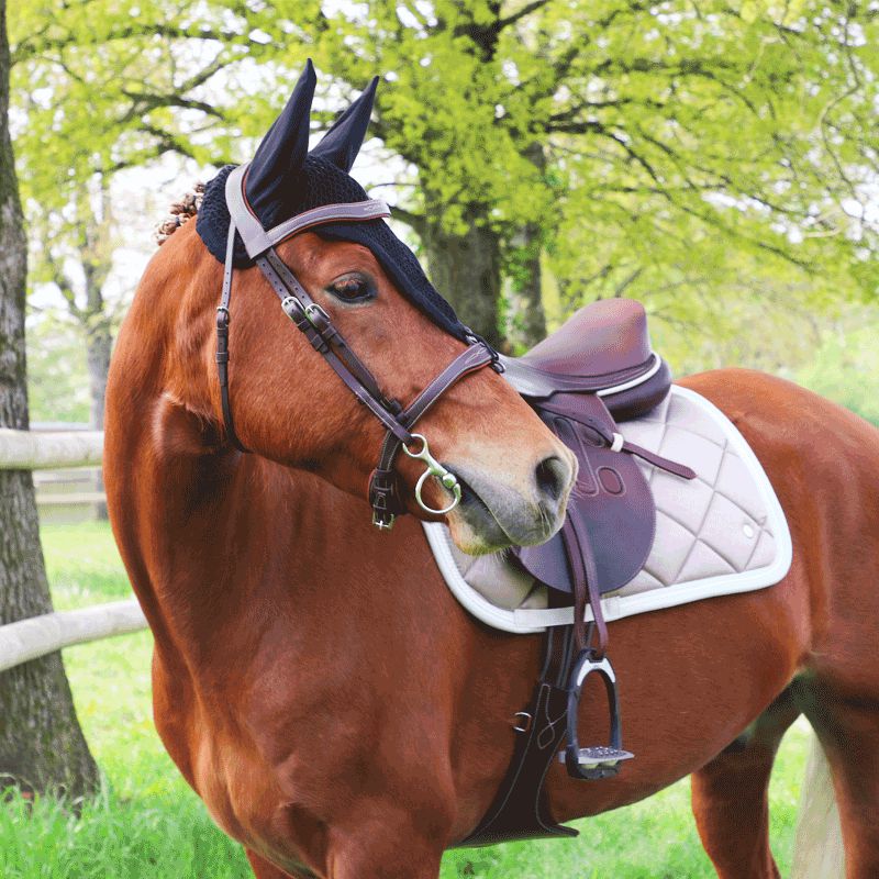 Equiline - Bonnet long pour chevaux noir | - Ohlala