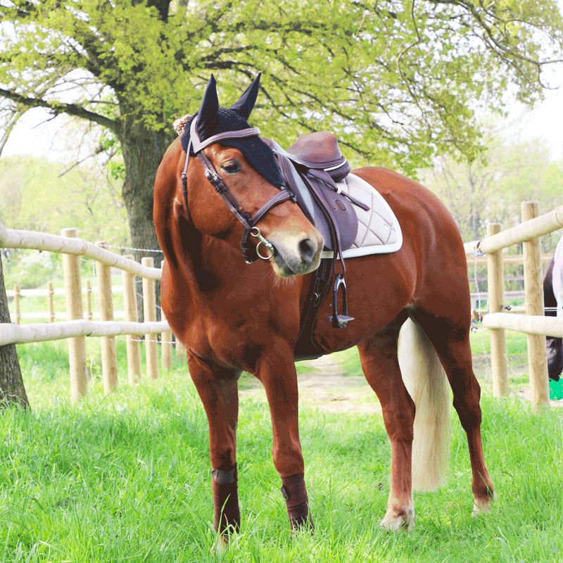 Equiline - Bonnet long pour chevaux noir | - Ohlala