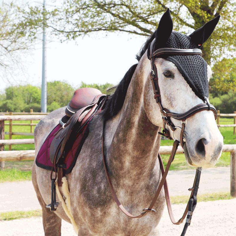 Equiline - Bonnet long pour chevaux noir | - Ohlala