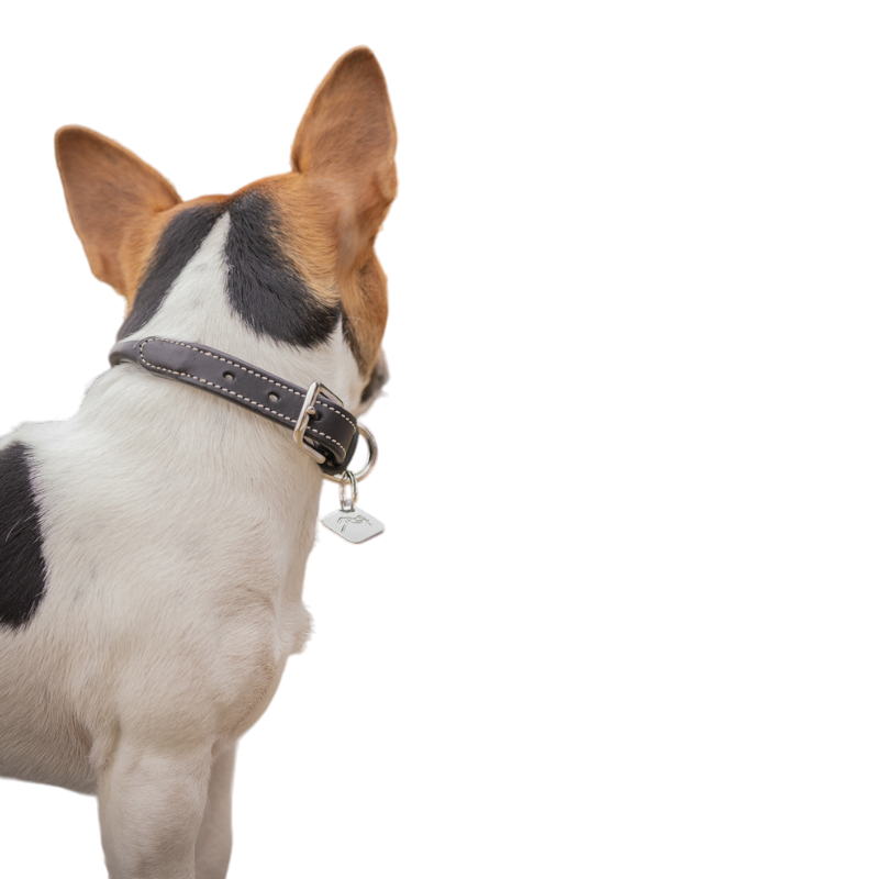 Pénélope - Olie havana dog collar 