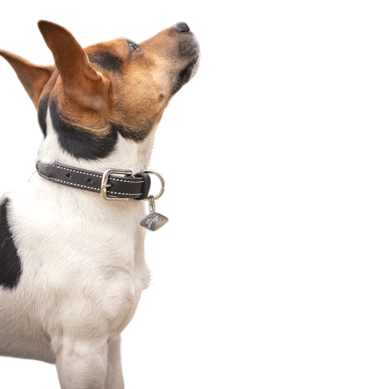 Pénélope - Olie havana dog collar 