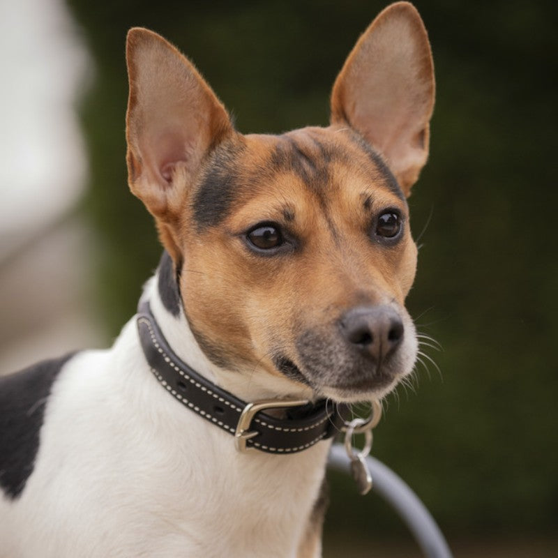 Pénélope - Black Olie dog collar 