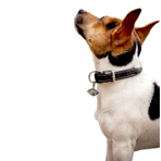 Pénélope - Hundehalsband Olie schwarz | - Ohlala