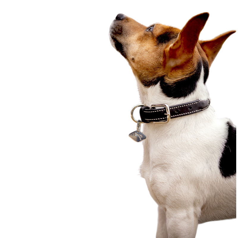 Pénélope - Black Olie dog collar 