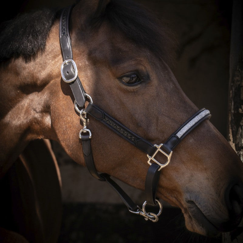 Pénélope - Black Harmony Halter 