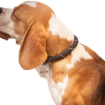 Pénélope - Hundehalsband Billie schwarz/Lurex | - Ohlala