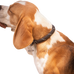 Pénélope - Billie Black/Lurex Dog Collar | - Ohlala