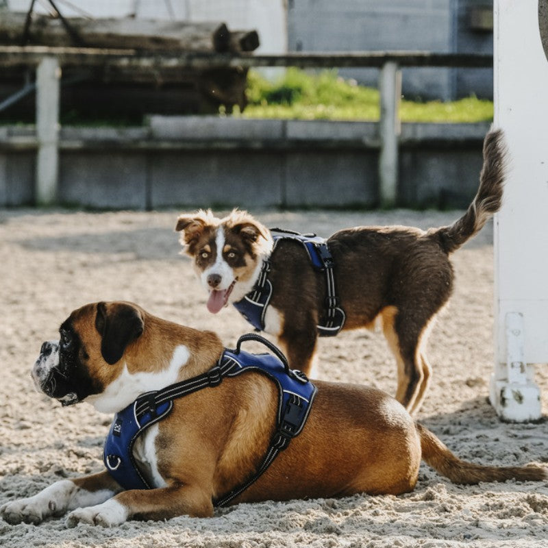 Riding World - Simba marine dog harness 