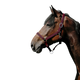 Riding World - Bordeaux Cushion Nylon Headcollar | - Ohlala
