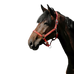 Riding World - Cushion Nylon Red Headcollar | - Ohlala