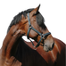 Riding World - Nylon Cushion dark green headcollar | - Ohlala