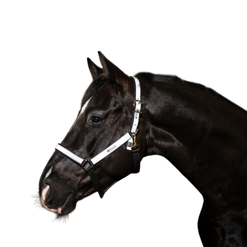 Bucas - Reflectglow Headcollar Black/ Reflective