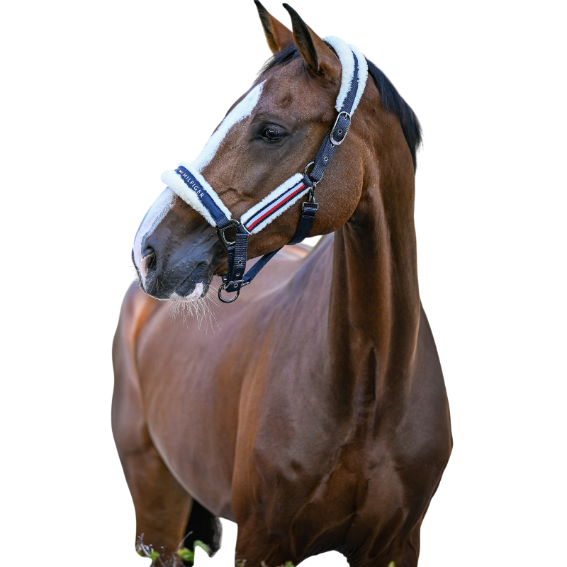 Tommy Hilfiger Equestrian - Cavezza con montone sintetico Kennedy desert sky