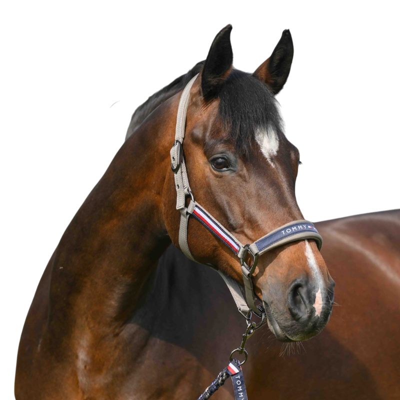 Tommy Hilfiger Equestrian - Halfter und Strick Yale Ash
