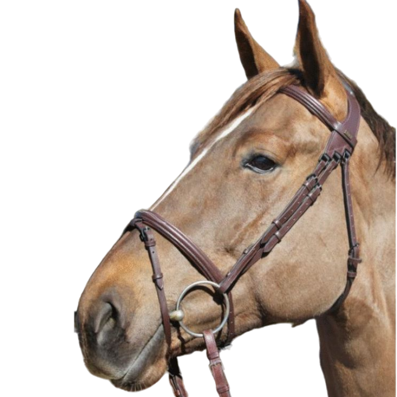 TdeT - Raphael dark havana bridle and reins