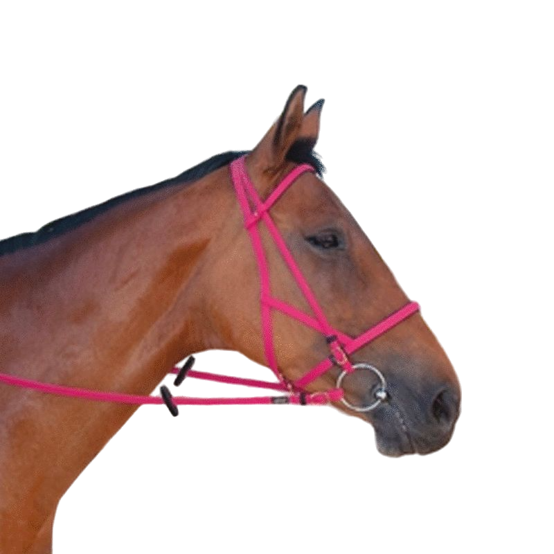 TdeT - Biotack fuchsia bridle/halter | - Ohlala