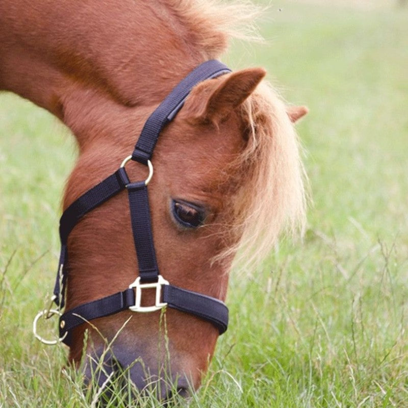 TdeT - Rubber lined halter with matching lead black