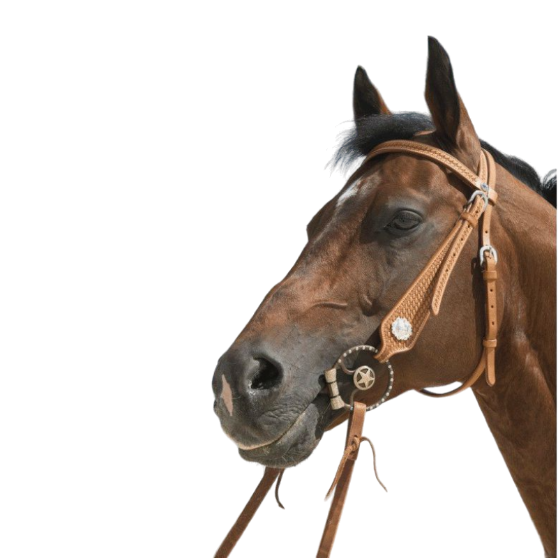 Westride - Hazelnut Aurora Bridle