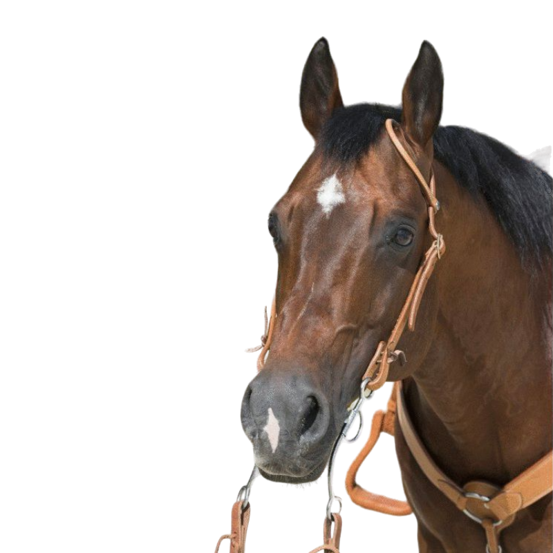 Westride - Bridle 1 ear hazelnut