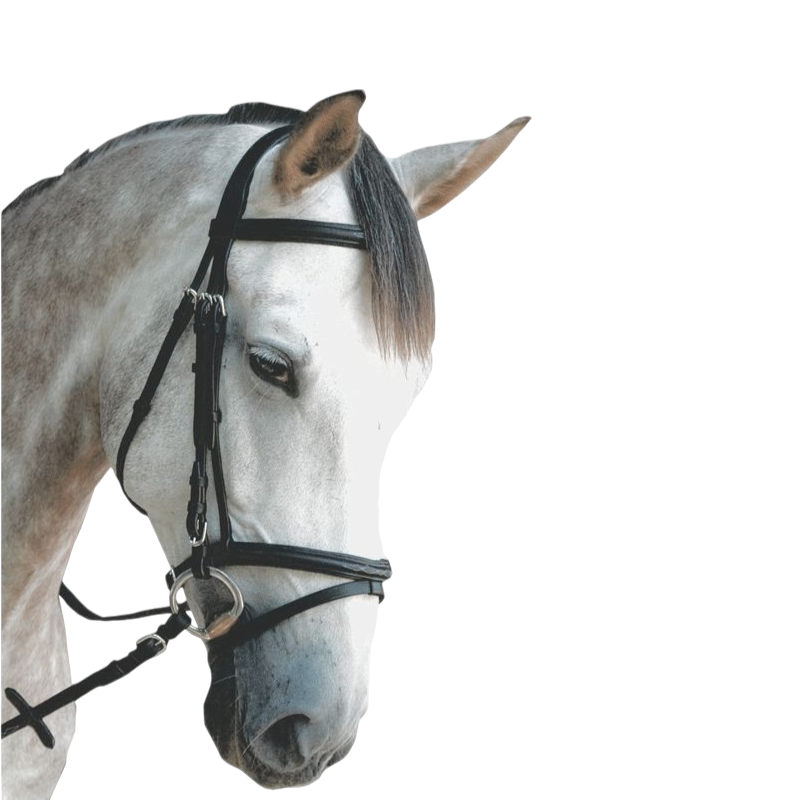 Privilege Equitation - Royan bridle combined with black reins