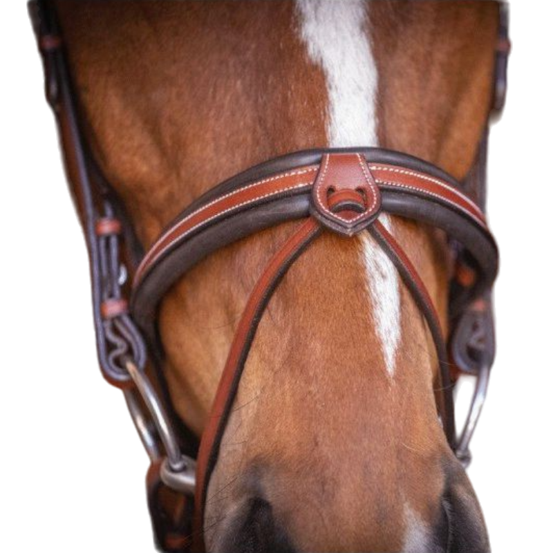 Pénélope Store - US hazelnut bridle