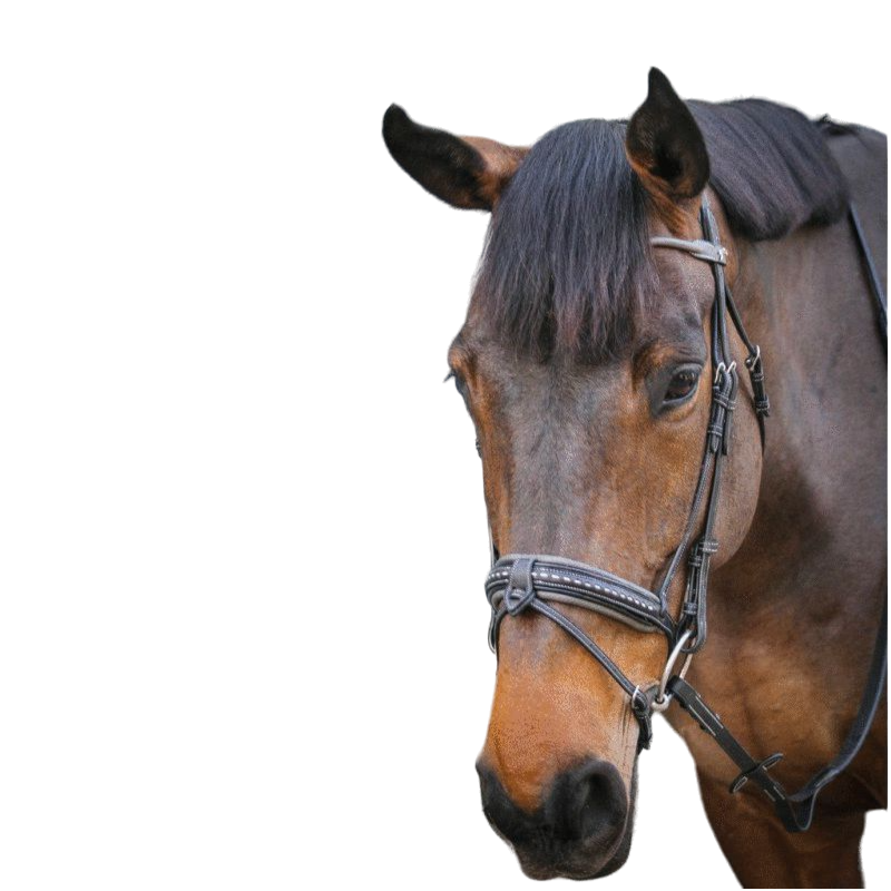 Pénélope Store - Luxury bridle black/grey