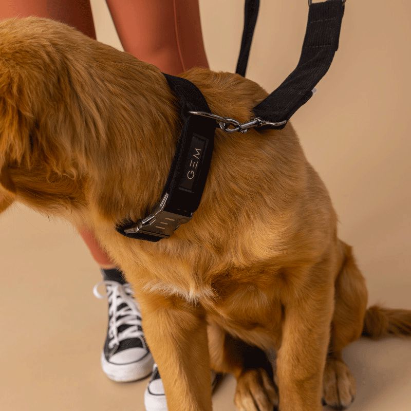 GEM Equitation - Collier pour chien en velours côtelé noir | - Ohlala