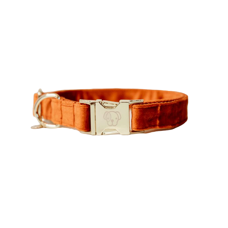 Kentucky Dogwear - Colliers pour chiens Velvet orange | - Ohlala