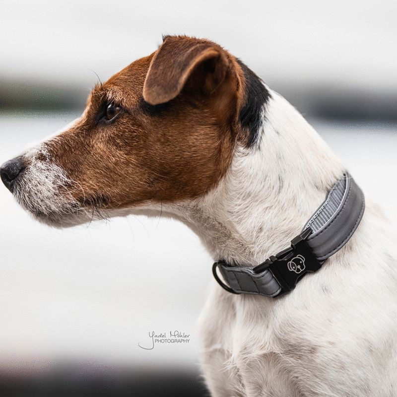 Kentucky Horsewear - Collier pour chiens Reflective | - Ohlala