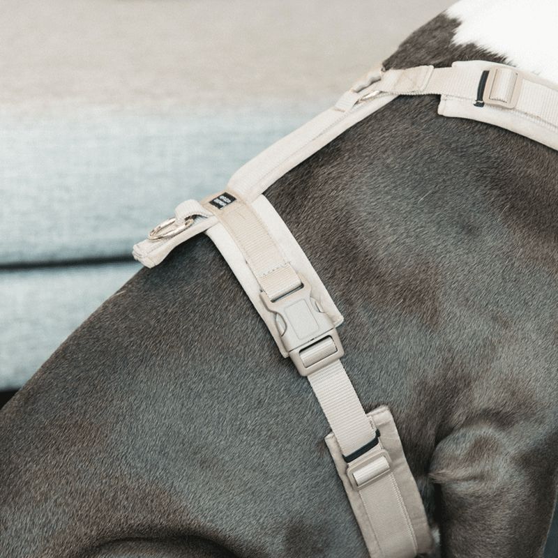 Kentucky Dogwear - Harnais pour chien actif velvet beige | - Ohlala