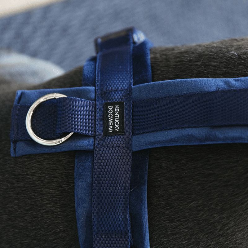 Kentucky Dogwear - Harnais pour chien actif velvet marine | - Ohlala