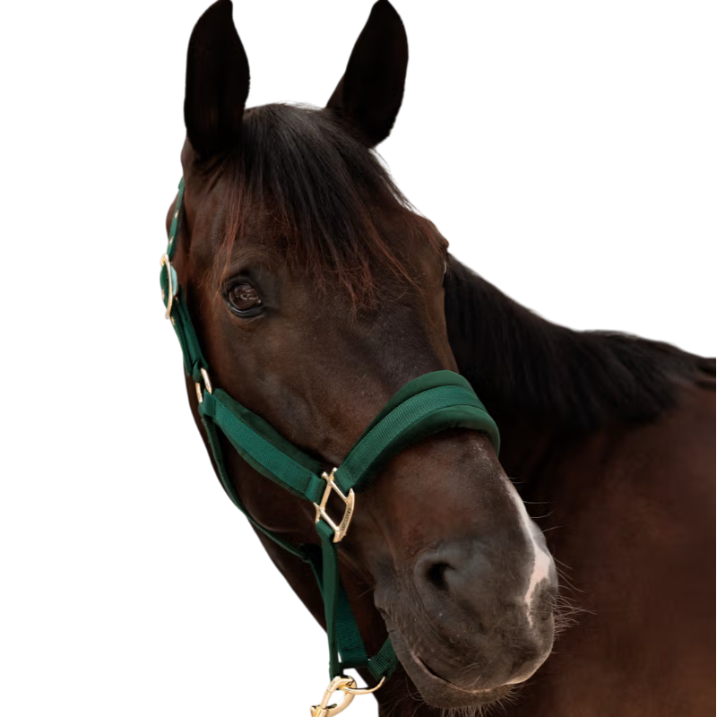 Kentucky Horsewear - Licol Velvet pine green