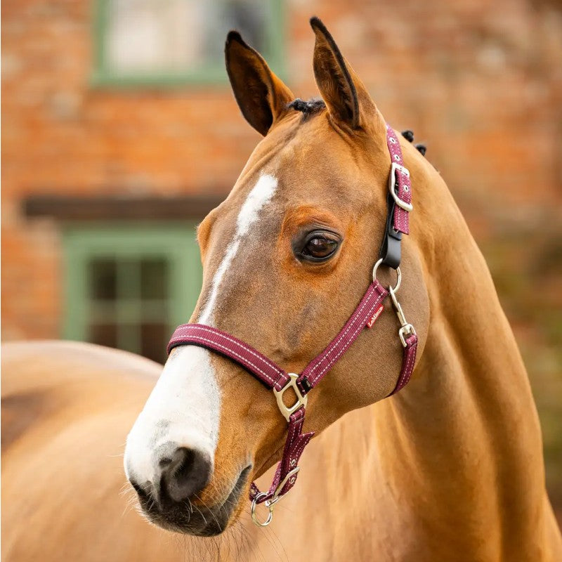 Lemieux - Yard neoprene headcollar burgundy | - Ohlala