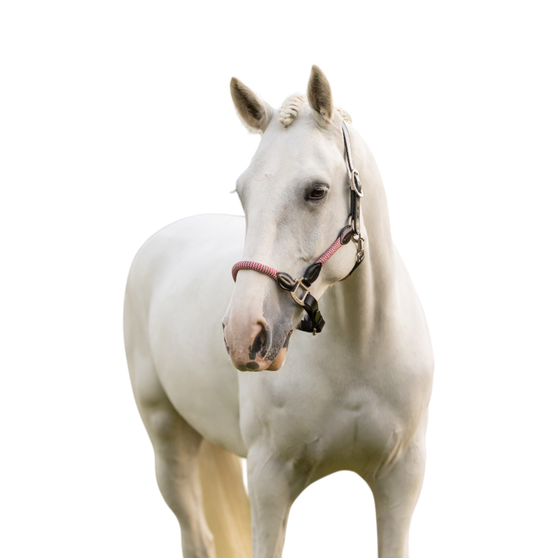 LeMieux - Ropella Cranberry Horse Headcollar | - Ohlala