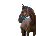 Norton - Blue lined fluorescent headcollar | - Ohlala