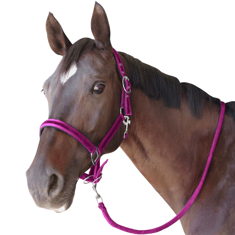 Flags &amp; Cup - Beluga fuchsia halter and lead 