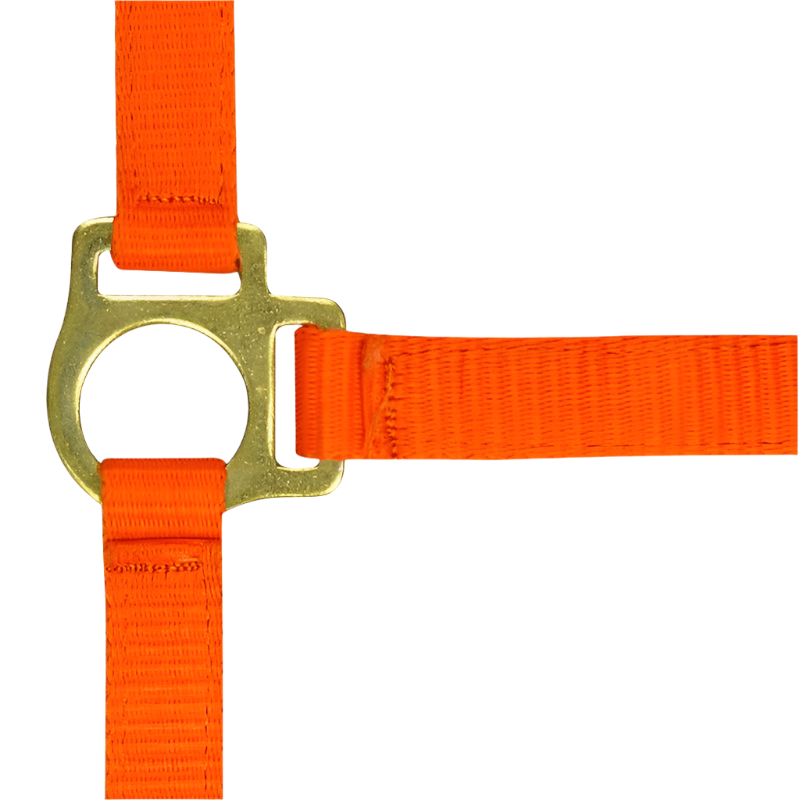 Norton - Foal halter + orange lead