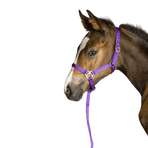 Norton - Licol foal + longe violet | - Ohlala