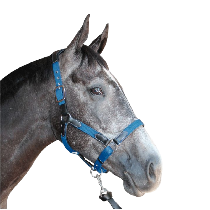 Flags &amp; Cup - Nylon and leather horse halter black / electric blue