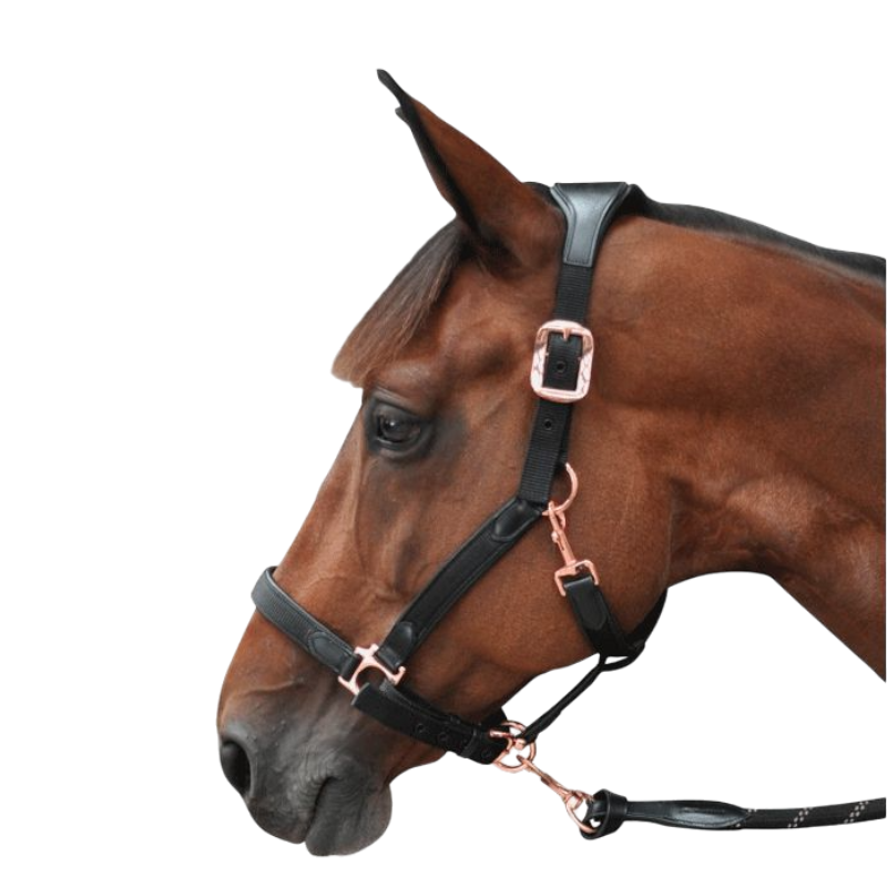 Flags &amp; Cup - Horse halter nylon and black leather / rose gold