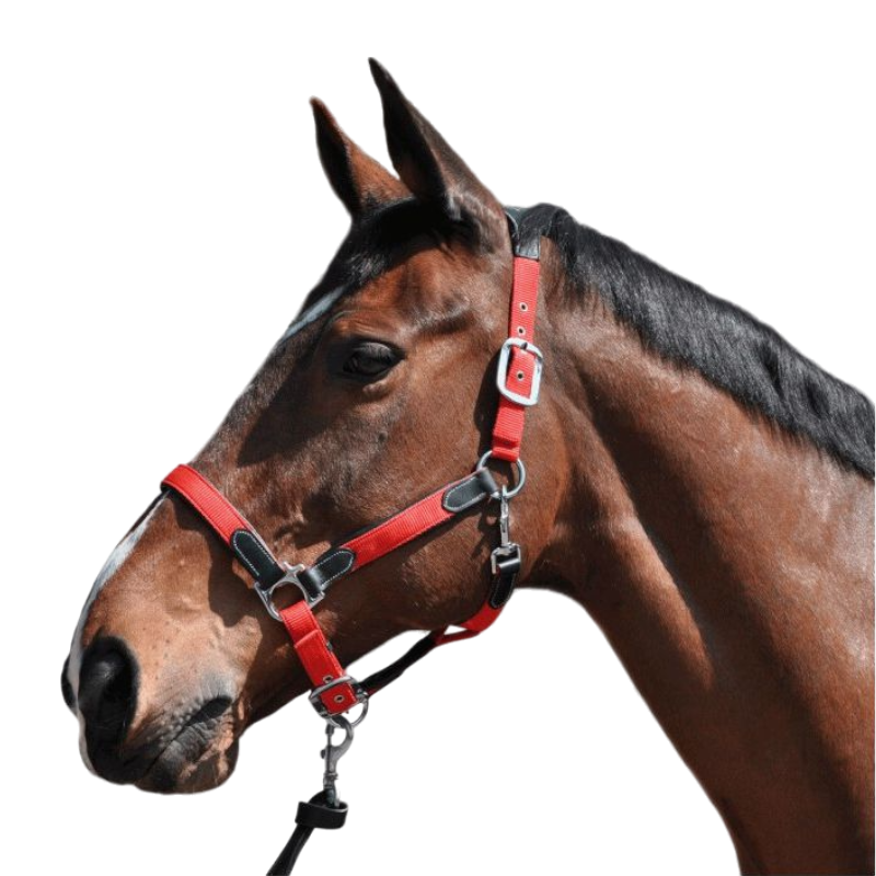 Flags &amp; Cup - Nylon and leather horse halter black / red