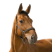 Norton - Reflective headcollar choco | - Ohlala